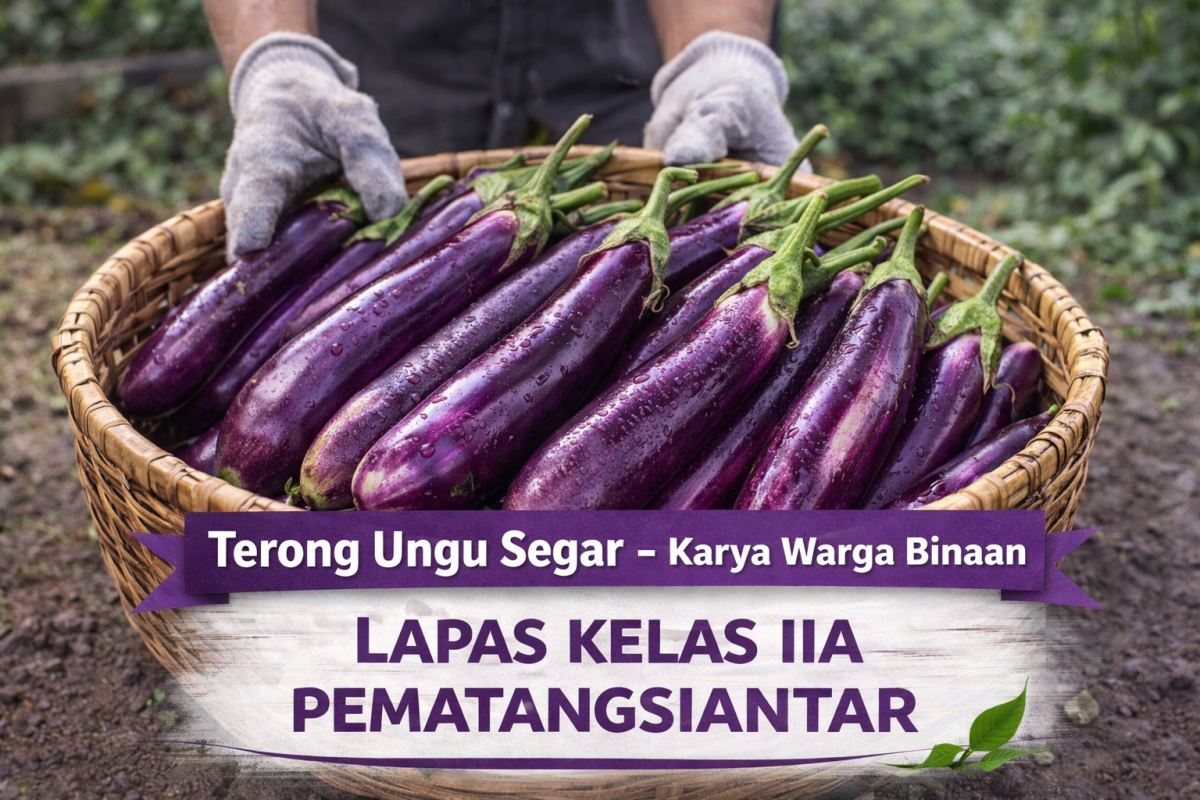TERONG UNGU 